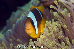 clownfish by Luc Rooman 